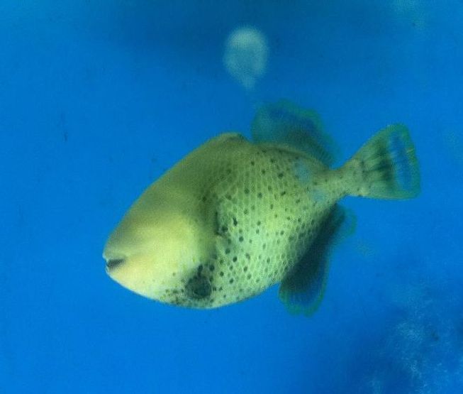 New Stock Trigger Happy The Fish Doctors Ypsilanti